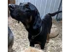 Adopt Champ a Black and Tan Coonhound, Black Labrador Retriever