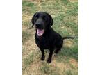 Adopt Viking a Black Labrador Retriever