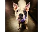 Adopt Bentley a Boxer, Staffordshire Bull Terrier