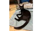 Adopt Gibson a American Shorthair