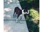 Adopt Dexter Diamond a Boston Terrier