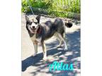 Adopt Atlas a Alaskan Malamute