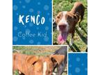 Adopt Kenco a Hound, English Pointer