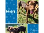 Adopt Bewley a Hound, English Pointer