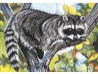 ACEO Original Miniature Painting Raccoon Wildlife Animal Art Parry Johnson 47623