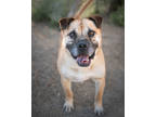 Adopt Jethro a Tan/Yellow/Fawn Chow Chow / Mixed dog in Palm Springs