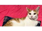 Adopt Merry a Orange or Red (Mostly) Domestic Shorthair (short coat) cat in