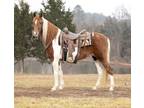 Online Auction - [url removed] - Beautiful Spotted Missouri Fox Trotter Trail