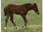 Haids Magic, Docs Lil Hotrodder, Tyrees Watch bay filly - Pymts OK