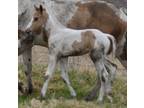 Strait From Texas, Ris Key Business -Dun Tobiano filly Pymts OK