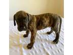 Great Dane Puppy for sale in Payson, UT, USA