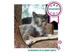 Adopt Dolores a Domestic Short Hair