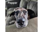 Adopt Pepper a Great Dane / Doberman Pinscher / Mixed dog in Bullard
