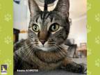 Adopt KEANU a Brown Tabby Domestic Shorthair / Mixed (short coat) cat in