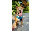 Adopt Princess a Pit Bull Terrier