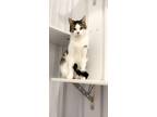 Adopt Kamden a Domestic Shorthair / Mixed (short coat) cat in Hartford City