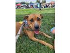 Adopt Fern a American Staffordshire Terrier, Boxer