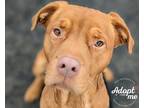 Adopt Ace a Red/Golden/Orange/Chestnut Pit Bull Terrier / Labrador Retriever /