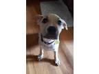 Adopt Beetle a Red/Golden/Orange/Chestnut - with White Pit Bull Terrier / Mixed