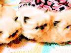 Himalayan Kittens September