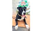 Adopt Gabriel a Black - with White Pit Bull Terrier / Mixed dog in Chula Vista