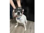Adopt Hank a White - with Black American Pit Bull Terrier / Boston Terrier /