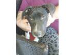Adopt Gomez a Black - with White American Staffordshire Terrier / Labrador
