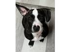 Adopt Sadie a Brindle - with White Terrier (Unknown Type