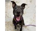 Adopt Kylo a Black Pit Bull Terrier / Mixed dog in Philadelphia, PA (37080941)