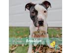 Adopt Brooklyn a White - with Tan, Yellow or Fawn Pit Bull Terrier / Boston