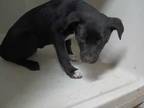 Adopt Pup #4 a Black Terrier (Unknown Type, Small) / Mixed dog in Selma