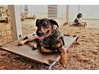 Adopt Bud Bud a Black - with Tan, Yellow or Fawn German Shepherd Dog / Great