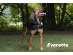 Adopt Everette a Black - with Brown, Red, Golden, Orange or Chestnut Hound