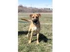 Adopt Theodore a Brown/Chocolate Shepherd (Unknown Type) / Mixed dog in