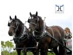 Percheron Cross Team for sale MUST SEE