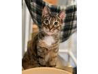 Adopt Juniper a Brown or Chocolate Domestic Mediumhair / Domestic Shorthair /