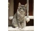Adopt Shimmer a Spotted Tabby/Leopard Spotted Domestic Shorthair / Mixed cat in