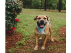 Adopt Otto a Boxer / American Staffordshire Terrier / Mixed dog in Macon