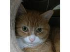 Adopt Freddy a Domestic Shorthair / Mixed (short coat) cat in Brainardsville