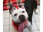 Adopt Bubbles a Staffordshire Bull Terrier