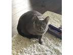 Adopt Katniss (CP) a Domestic Short Hair, Chartreux
