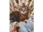 Adopt Flame - foster home Tinley a Tabby