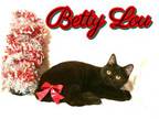 Adopt Betty lou a Persian, Domestic Short Hair