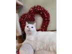 Adopt Dazzler (FeLV+) a Domestic Short Hair