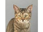 Adopt Geneva a Torbie, Domestic Short Hair