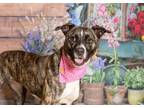 Adopt Nia a Boxer, Pit Bull Terrier
