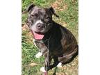 Adopt Julian a Pit Bull Terrier