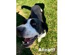Adopt Alice a Great Dane, American Staffordshire Terrier