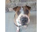 Adopt Mush a Shar-Pei, American Staffordshire Terrier