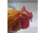 Adopt Nestor a Chicken